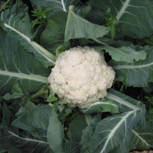 Choufleur (moyen) / Cauliflower (medium)