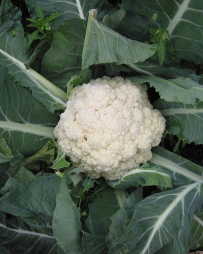 Choufleur (moyen) / Cauliflower (medium) (per pc)