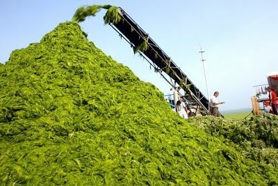 Using algae in the creation of fertilizers