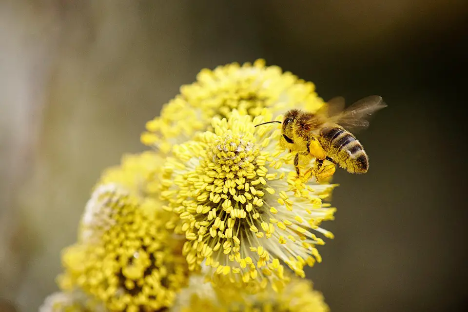 bee