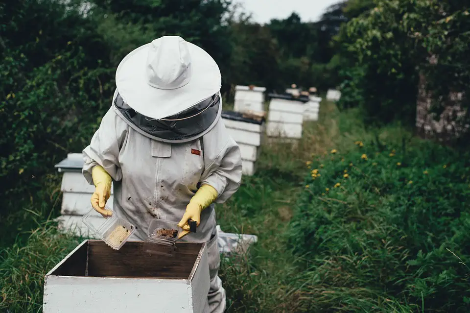 bee keeping