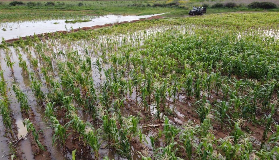 FOOD CROPS HAVE BENEFITED FROM THE RECENT RAINS