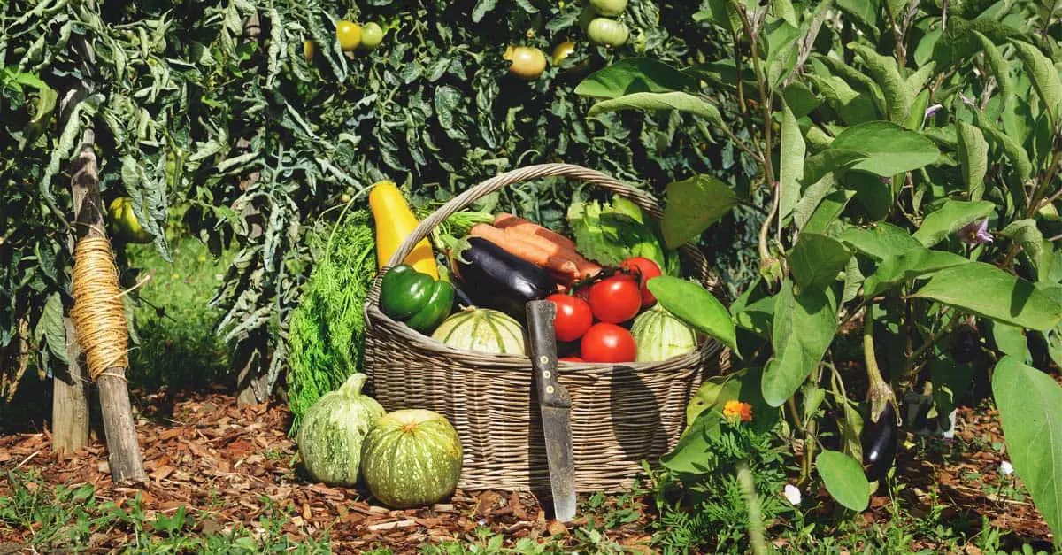 vegetable farming