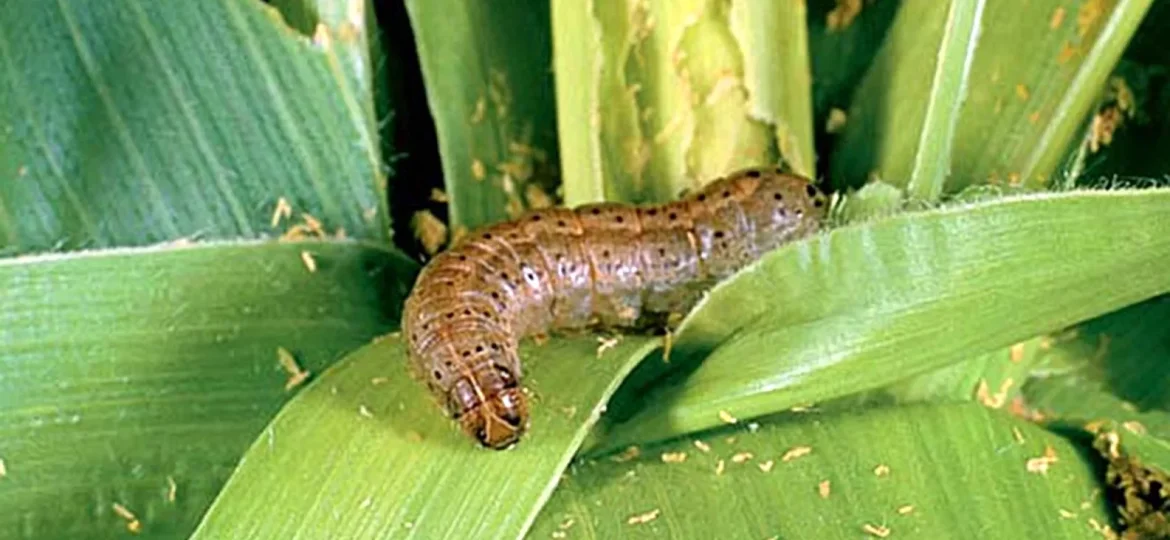 Army worms