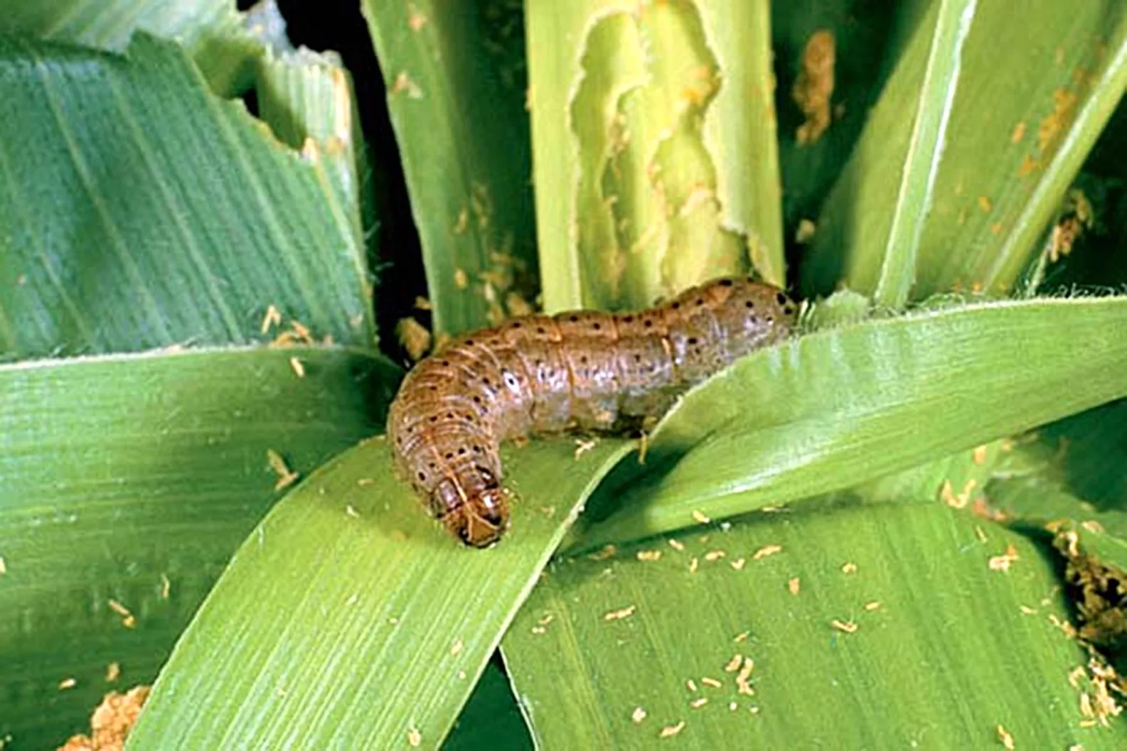 Army worms have harmed ten locations