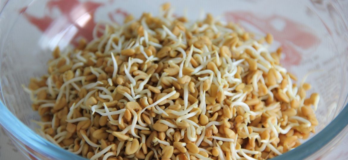 The Multiple Health Benefits of Fenugreek: A Medicinal Plant