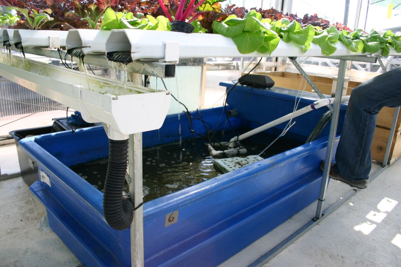 How SAFIRE is transforming the lives of disadvantaged children through aquaponics.
