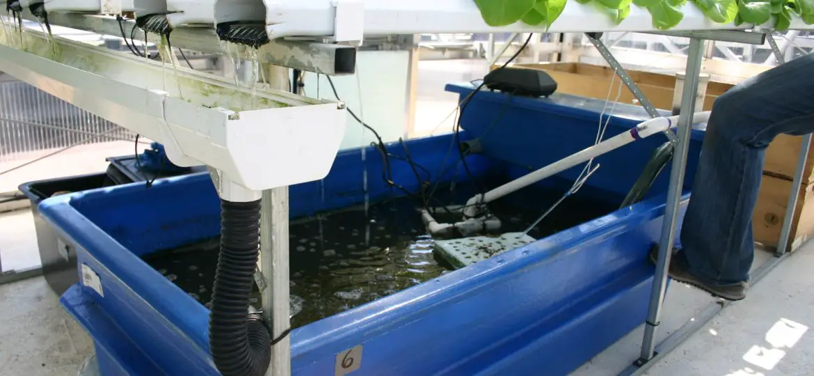 How SAFIRE is transforming the lives of disadvantaged children through aquaponics.