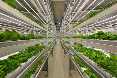 Vertical Farming: The Future of Sustainable Agriculture.