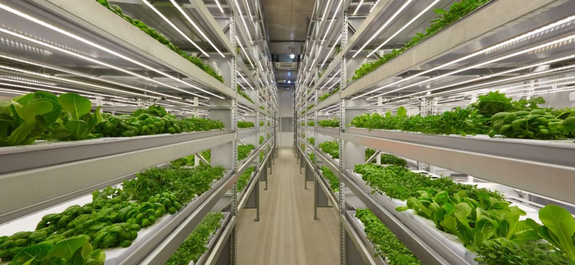 Vertical Farming: The Future of Sustainable Agriculture.
