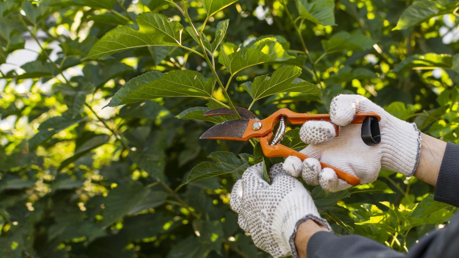 How to use hand pruners Agromoris