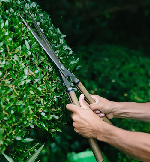 How to use hedge shear / trimmer (Cisaille)