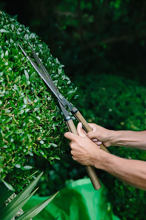How to use a hedge trimmer