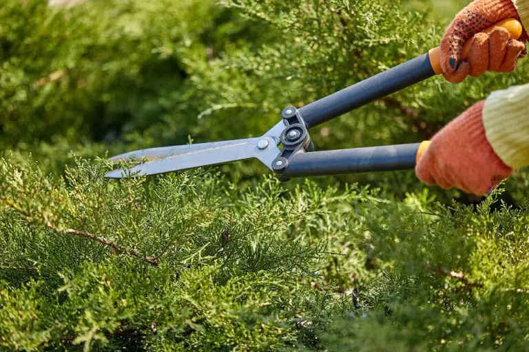 How to use hedge shear / trimmer (Cisaille)