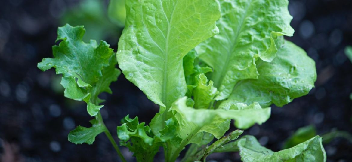 how to grow lettuce