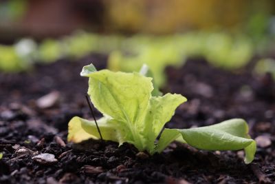 grow lettuce