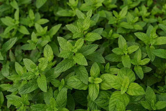 how to grow mint plant