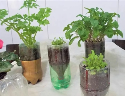 planting in plastic bottle