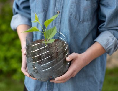 planting in plastic bottle