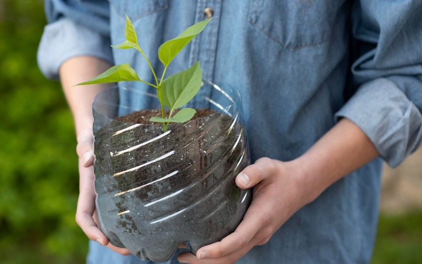 planting in plastic bottle