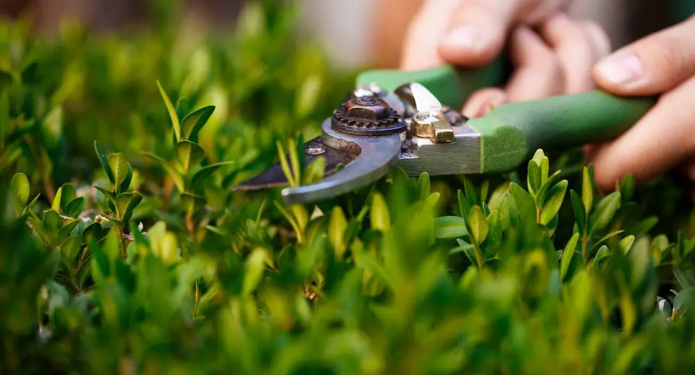 How to use hand pruners / secateur