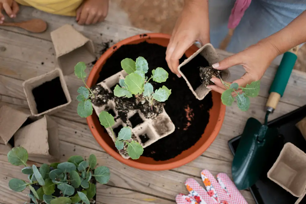 transplanting