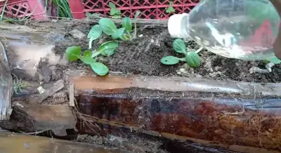 Growing plants in banana stems