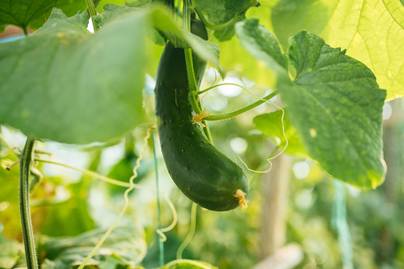 planters encouraged for more cucumber and zucchini plantations