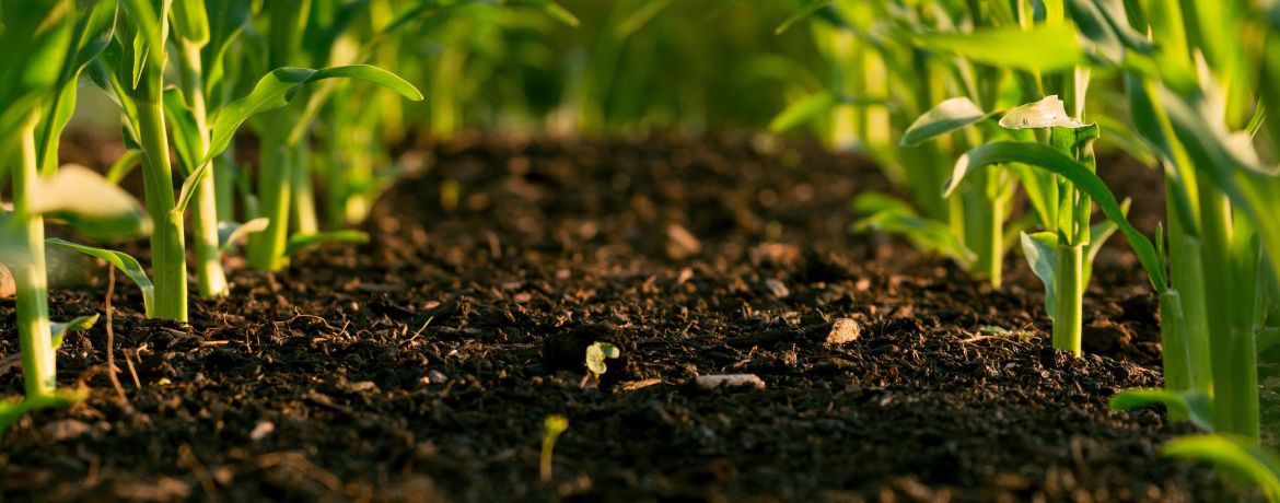 Strategies for Enhancing Soil Health and Fertility
