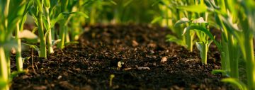 Strategies for Enhancing Soil Health and Fertility