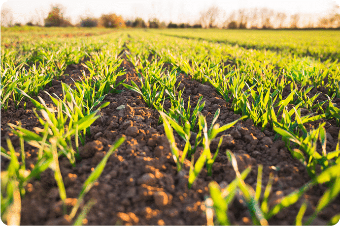 Crop Production Trends in 2021
