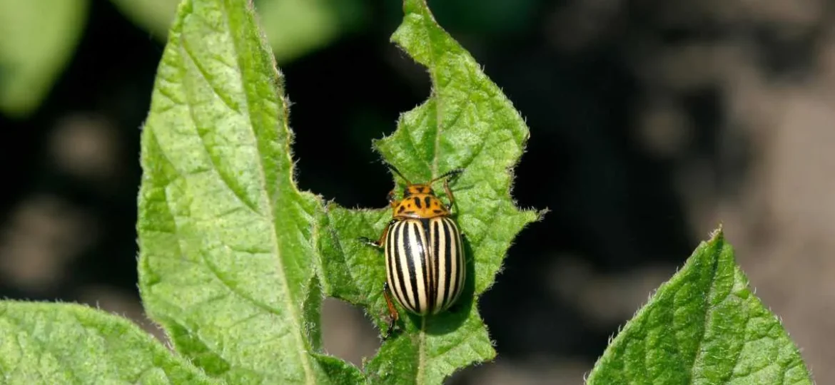 6-Tips-On-Preventing-Pests-From-Taking-Over-Your-Garden