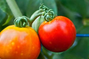 Tomatoes_on_Vine_DSC8593-300x200