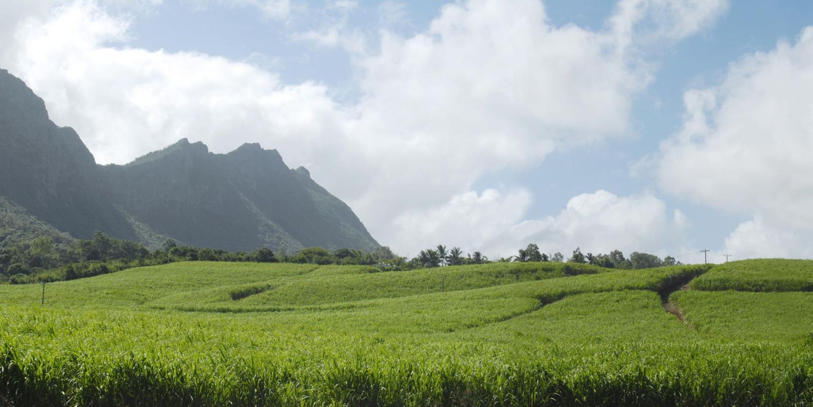 Mauritius sugarcane support 2024