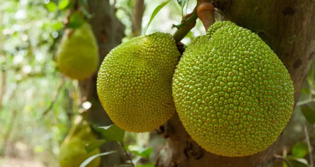 World food day 2023- Image of Jackfruit