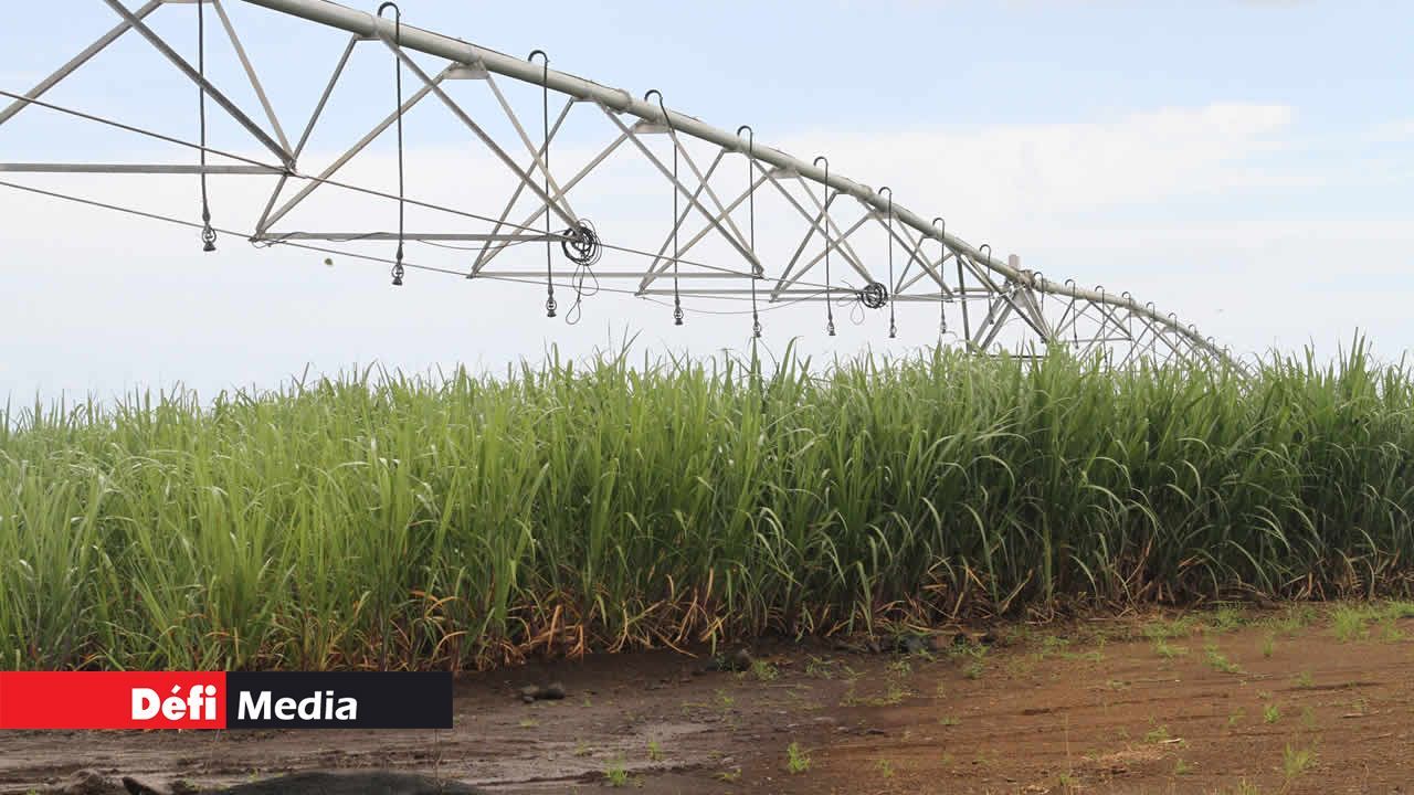 new rules for sugarcane irrigation in Mauritius