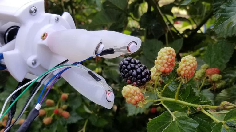 Fruit Farming with AI-Driven Robots