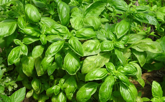 Growing your own basil at home