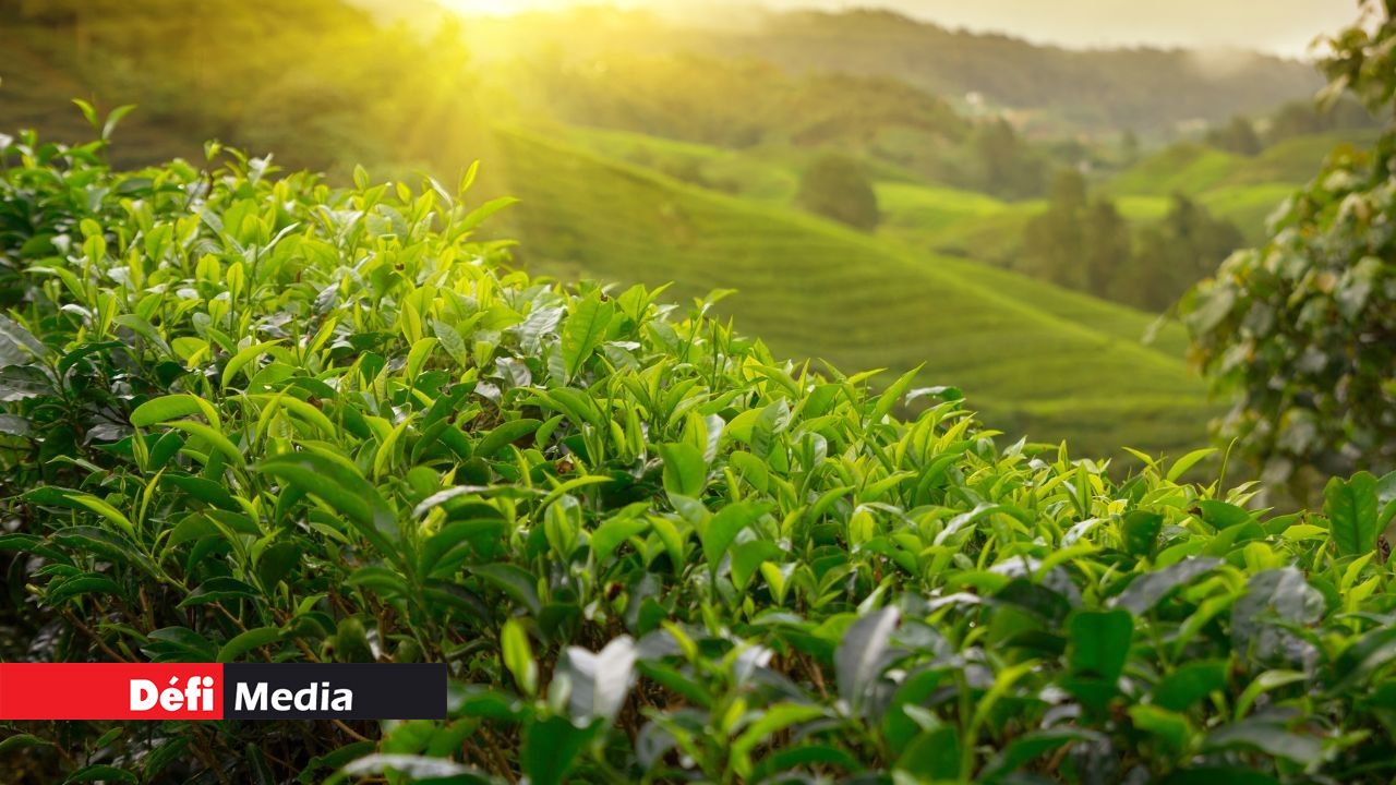 Tea Plantation Initiative: ENL Group Expands Agricultural Horizons