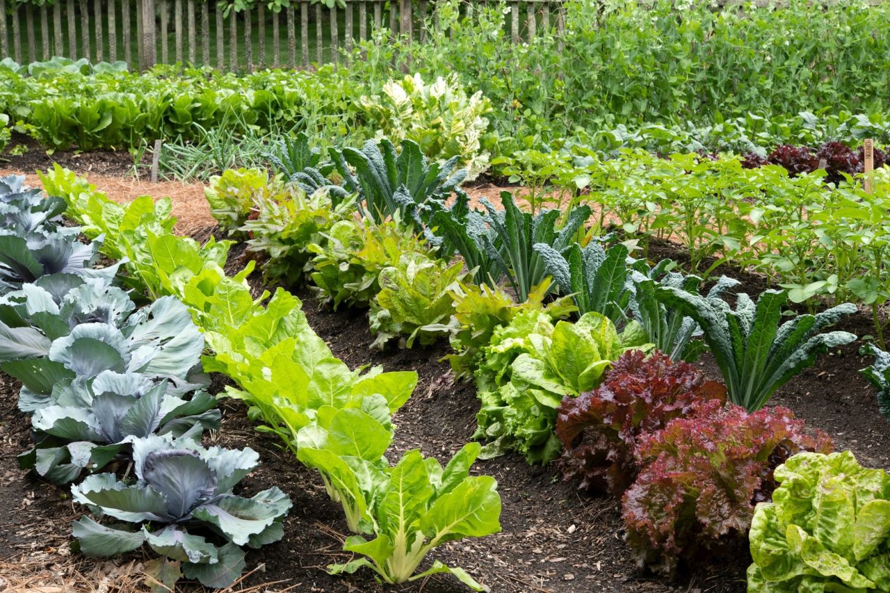 10 Tips for Achieving a Prosperous Vegetable Garden