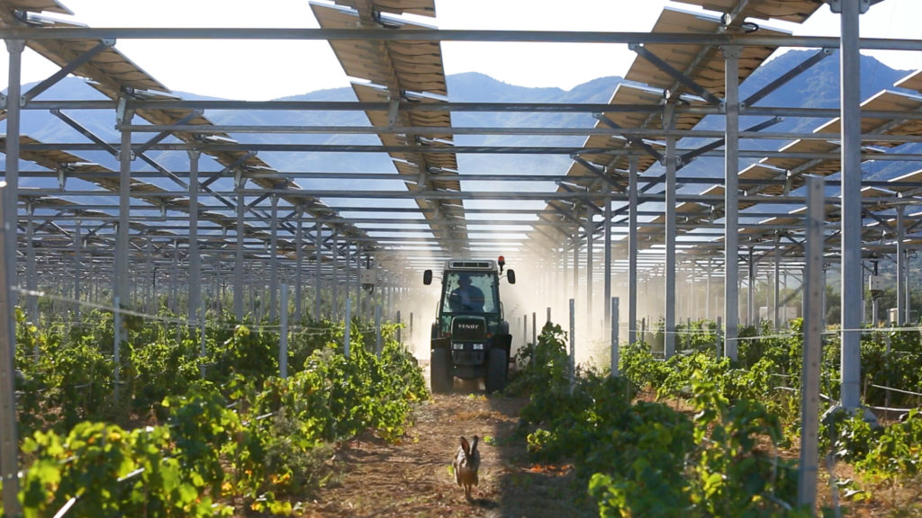 A Solar-Agricultural Project for Clean Energy and Farming