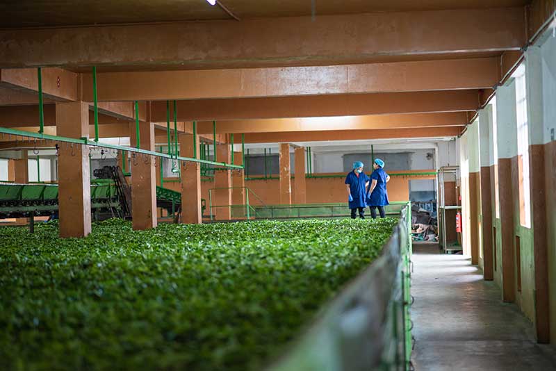CHALLENGES FACING THE TEA SECTOR IN MAURITIUS​