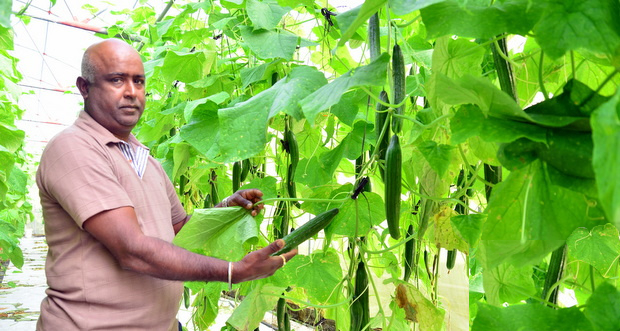 Ramjug family’s love for hydroponics