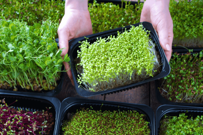 Unlocking the Secrets: Discovering the Health Perks of MicroGreens