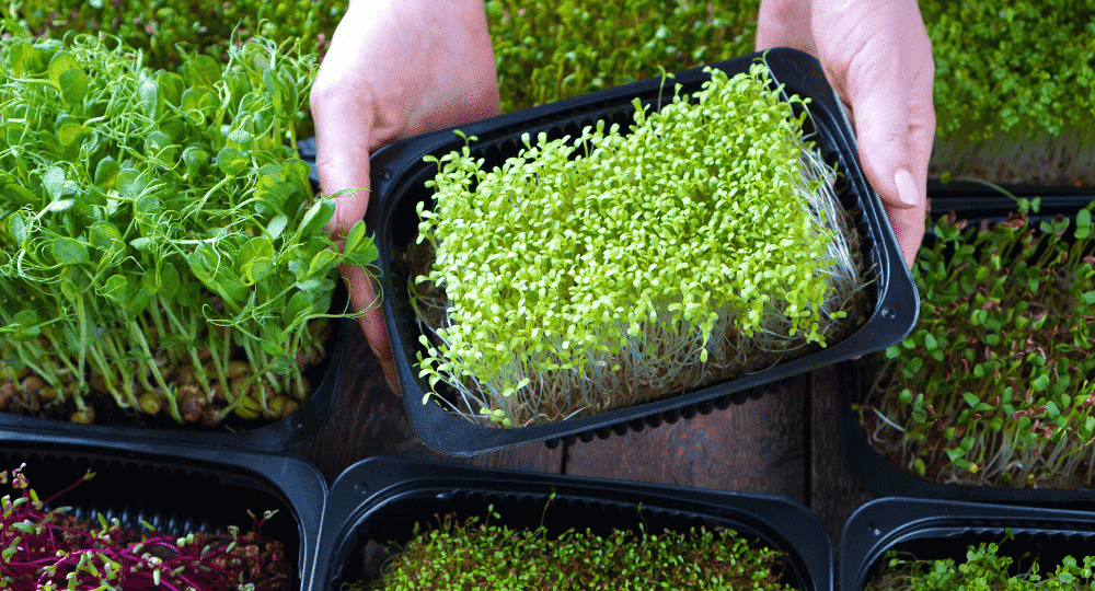 Unlocking the Secrets: Discovering the Health Perks of MicroGreens