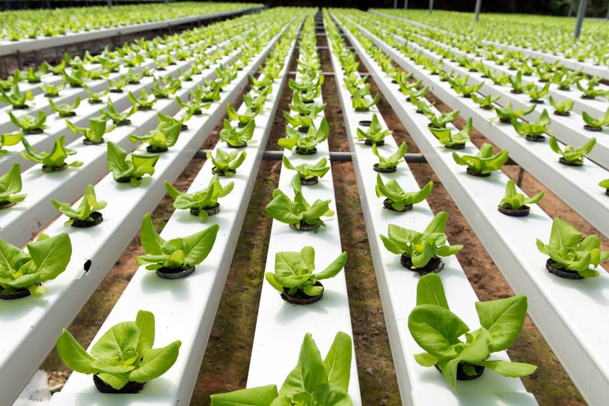 Hydroponic agriculture will be the beneficiary
