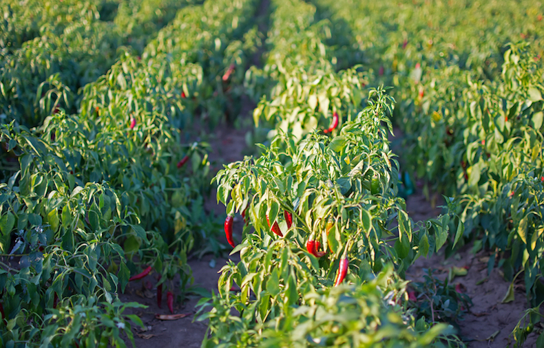 Quick Steps to Grow CHILIES