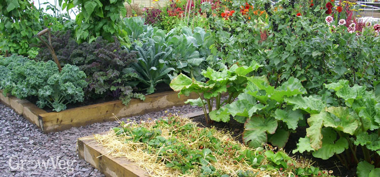 Planning Your Vegetable Garden: 5 Helpful Tips