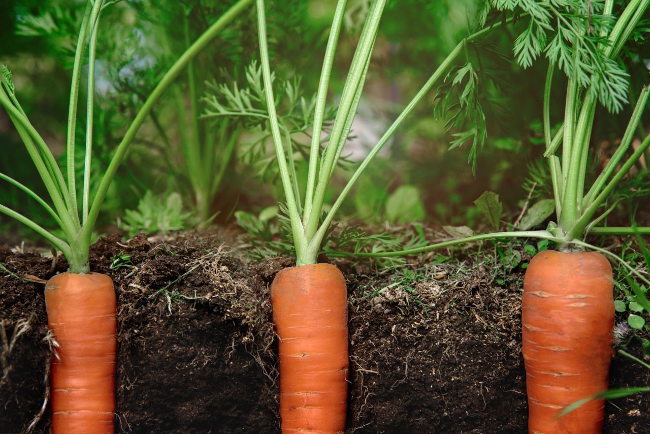 Carrot Cultivation Guide