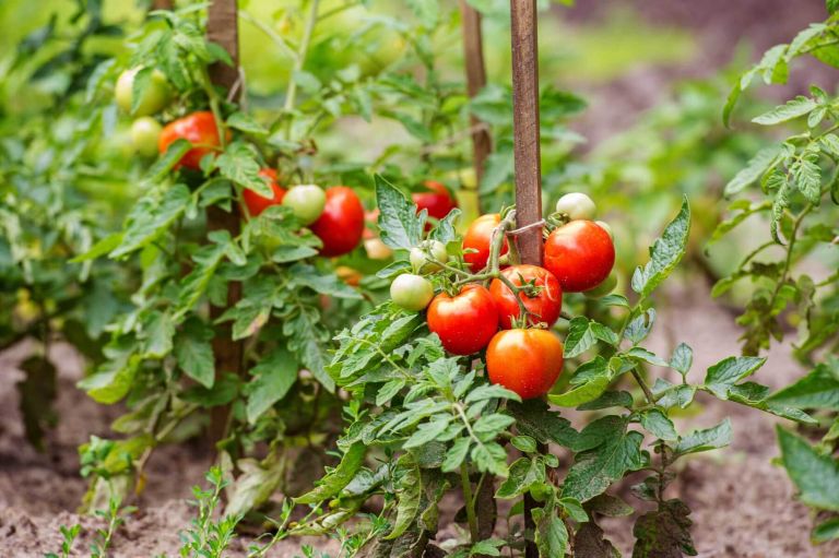 Cultivating tomatoes